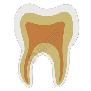 解剖形状牙齿牙本质牙釉质牙髓矢量标志牙科诊所的牙齿结构背景图片