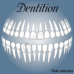 联齿类牙科记录 3插画
