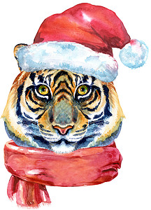 老虎海报戴着圣诞老人帽子的老虎和白色背景中突显的红围巾水彩画背景