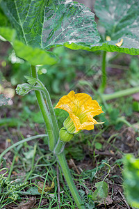 黄南南瓜花 在花园种植蔬菜背景图片