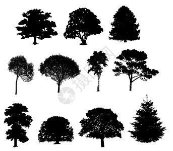 矢量图的树剪影植物学桤木森林树木云杉生长插图桦木橡木孤独插画
