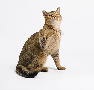 成年猫灰色成年苏格兰直猫坐在白色背景的白背上胡须猫咪好奇心猫科哺乳动物宠物工作室短发头发爪子背景