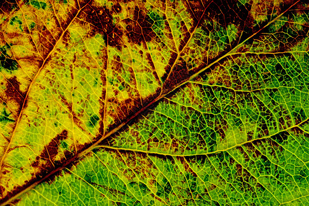 宏中秋色的叶子画幅背景全框冥想季节性宏观绿色季节场景斑点背景图片