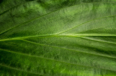 清新热带树叶表面作为丰富的森林背景花园植物深色植物群画幅视角丛林种植园生态环境背景图片