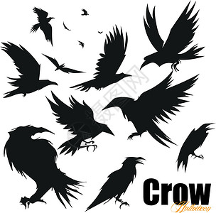 一群乌鸦一组不同姿势的黑乌鸦鸟白色精神动画片野生动物草图危险掠夺插图荒野鸟群设计图片