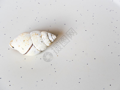 蜗牛壳化石贝类动物化石白色螺旋土地生物学背景图片