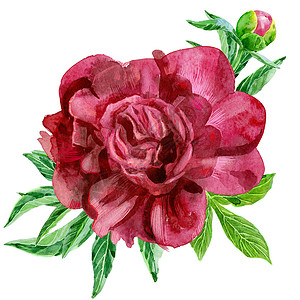 牡丹水彩画带花蕾和假的豪华深粉色牡丹花束艺术生日绘画花朵植物学花瓣风格花园收藏背景