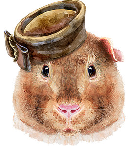 白底棕帽子的泰迪小白鼠水彩肖像高清图片