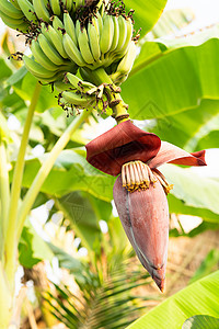 挂在香蕉树上的香蕉花花卉蔬菜花园水果种植园森林叶子植物植物学植物群背景图片