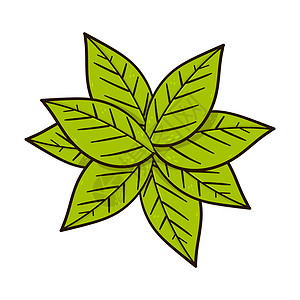 手绘绿叶矢量花园插图生态衬套绘画绿色灌木叶子植物学环境背景图片