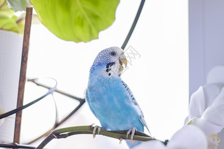 没有家的鸟一只美丽的蓝毛鸭坐在房子植物上没有笼子坐着 在家里有热带鸟类男性眼睛叶子蓝色鹦鹉荒野绿色情调宠物羽毛背景