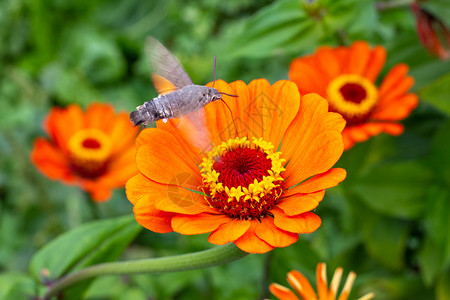 辛尼亚的橙色花朵被鹰蛾授粉 种植花卉和园艺高清图片