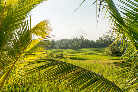 巴厘的稻米田技术太阳植物农业图像粮食风景村庄种植园耕地背景图片