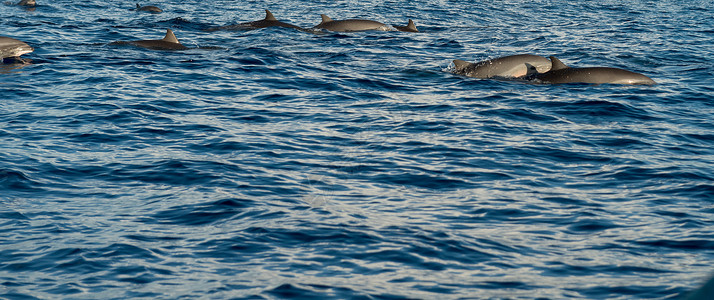 宽吻海豚太平洋海豚岛海洋生活野生动物哺乳动物环境保护游泳跳跃乐趣智力背景