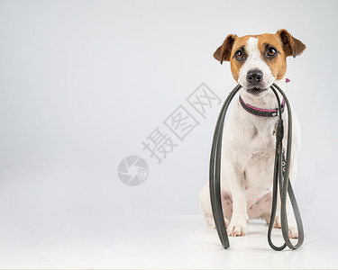 莱赛尔杰克鲁赛尔特瑞尔狗 带着白色背景的皮带哺乳动物工作室犬类训练皮革旅行鼻子动物衣领配饰背景