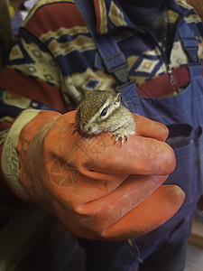 在工人手中的花栗鼠地面生物食物公园国家荒野森林挖掘机清道夫脸颊图片