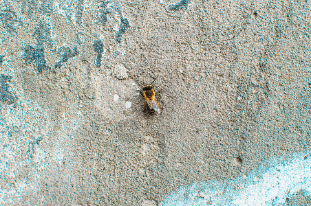 花粉携带磨损有磨损水平方向顶视图的旧灰色混凝土墙 在混凝土墙上的蜜蜂 复制空格背景
