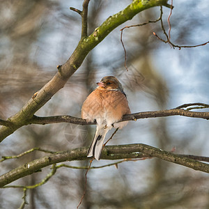 雀之灵冬天一棵树上 有一块白的果实观鸟野生动物雀科荒野动物群动物鸣禽花园羽毛橙子背景