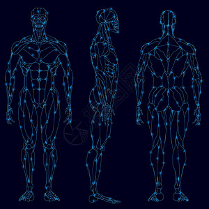 从胸部调情设置一个人的肌肉结构的轮廓 从深色背景上孤立的蓝线 前后视图 它制作图案矢量插画
