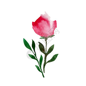 粉红优昙花花蕾水彩粉红玫瑰在花蕾中的矢量图解设计图片