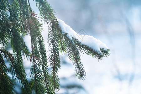 红树绿针上的霜冻和雪雪树木分支机构宏观新年森林太阳白色背景图片