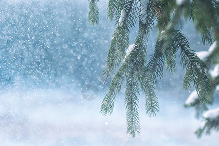 红树绿针上的霜冻和雪雪树木太阳宏观分支机构森林新年白色背景图片