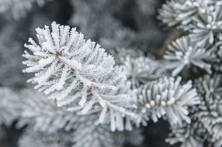 红树绿针上的霜冻和雪雪森林宏观树木白色新年分支机构太阳背景图片