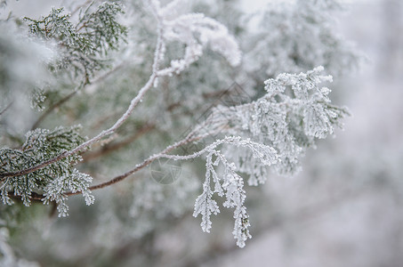 红树绿针上的霜冻和雪雪树木新年宏观森林分支机构太阳白色背景图片