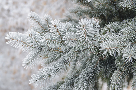 红树绿针上的霜冻和雪雪新年太阳树木森林白色分支机构宏观背景图片