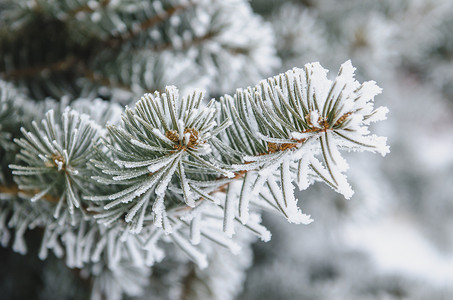 红树绿针上的霜冻和雪雪树木森林新年分支机构白色宏观太阳背景图片