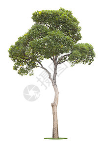 白色的新鲜绿树被隔绝阔叶林业绿色植物季节环境高度生长热带树干植物学背景图片