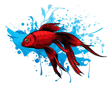 丰鱼岩红鼓红鱼 带有精致细节的矢量插图复古绘画海洋素描水产风格渔业雕刻食物动物群插画