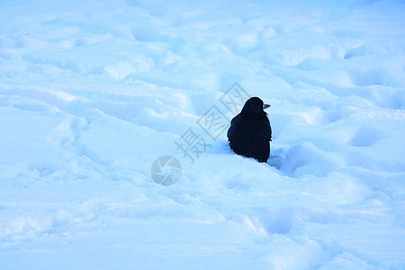 黑乌鸦在冬天的白雪中坐着高清图片