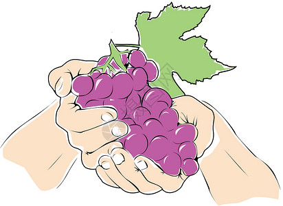 手葡萄手里拿着一份早午餐的葡萄和绿叶插画