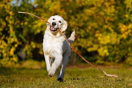 跑的狗快乐的金色寻金小狗在秋天公园 用长棍踢他的牙齿跑来跑去家养狗宠物选择性训练冒充焦点生活方式喜悦跑步公园背景