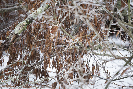 雪中的冰覆盖树背景图片