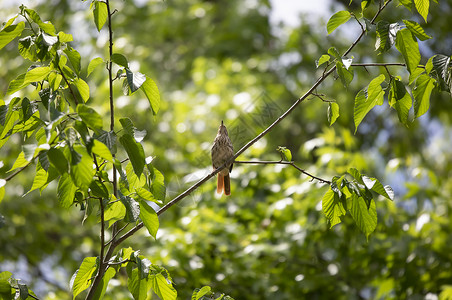 棕色大道树上神秘的棕色刮碎器账单羽毛场景动物群翅膀生活科学野生动物多样性生态背景