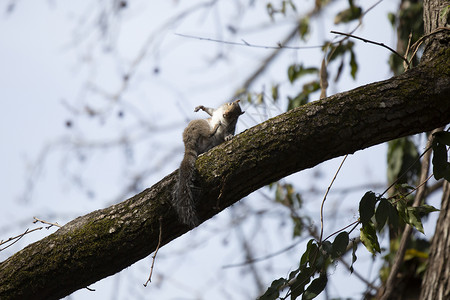 灰色小松鼠东部灰色松鼠动物群树木科学尾巴打扫生物学生活爪子生物荒野背景