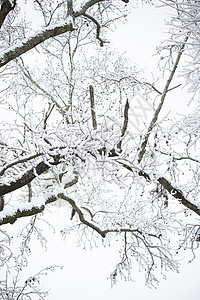 白雪树林背景图片