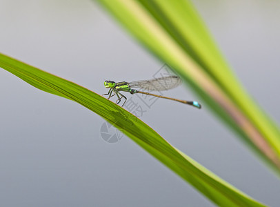 蜻蜓翅膀绿叶上小针尾龙尾的紧贴细节农村叶子漏洞植物宏观翼展蜻蜓生活腹部蛾科背景