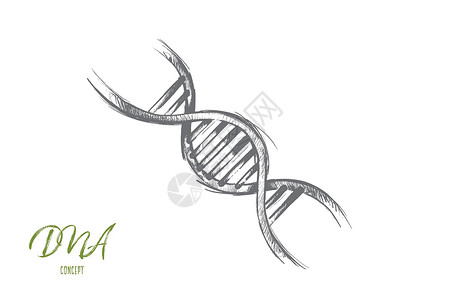 脱氧核糖核酸的概念 手绘孤立的矢量细胞生物学螺旋生活实验室蓝色生物基因组技术插图背景图片