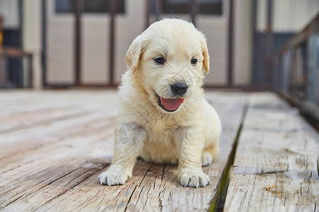 在木拖车甲板上捕猎和快乐的金色寻金小狗背景图片