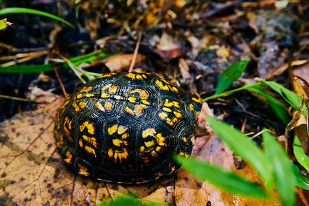 隐藏在森林壳里的可爱的黑黄乌龟高清图片