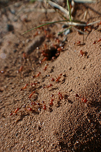 一群红蚂蚁掠过细小的棕色沙子和几根草高清图片