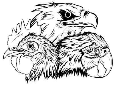 鹰派老鹰吉祥物标志设计矢量模板它制作图案食肉动物自由徽章团队标识荒野猎鹰网络绘画插画