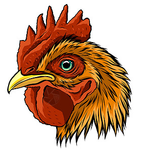 红色头图公鸡头图 ar 的矢量吉祥物学校农业艺术家禽力量夹子运动卡通片绘画家畜插画