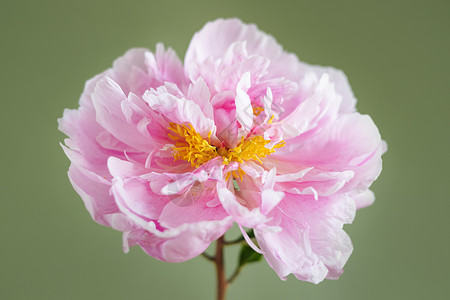 绿色背景的玻璃花瓶中美丽的粉红新面孔 现代静止生命 自然花卉背景牡丹植物宏观卡片庆典玫瑰花园生日叶子花瓣背景