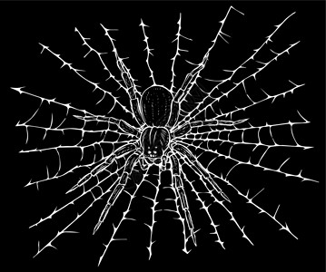 网子上蜘蛛剪影矢量插图挂在 web threa 上的蜘蛛插画