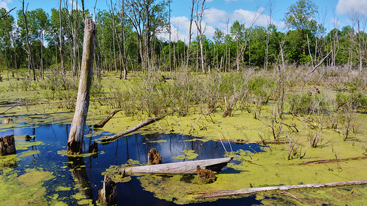 沼泽地 有一层绿藻和枯树干细节图片