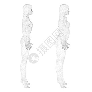 两个点素材穿着内衣的线框女孩的两个模型 一个苗条和一个胖女孩 女孩身体肥胖的过程 侧面图  3D 它制作图案矢量插画
